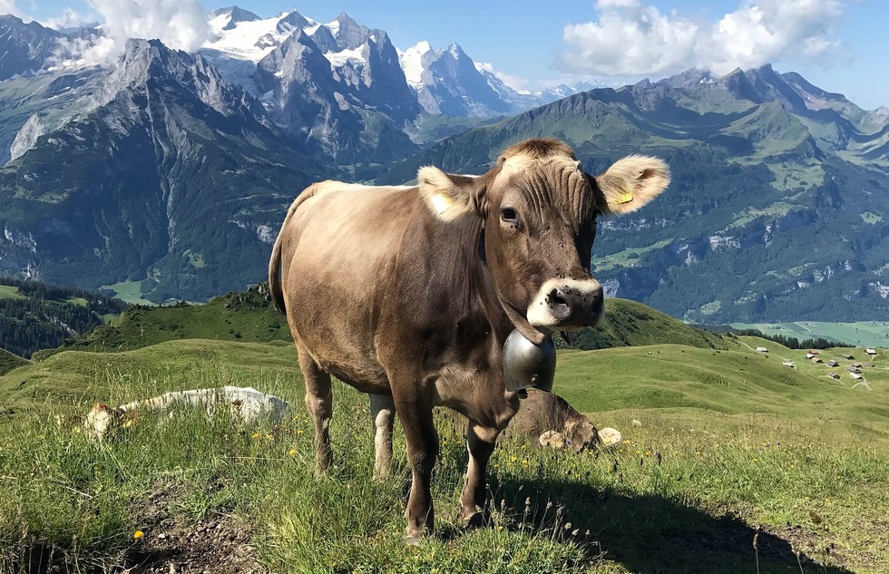 Europe's best summer travel: Switzerland farms