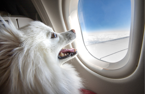 The Rules for Bringing a Dog into the US to Get Stricter: Here's What's Changing | Frommer's