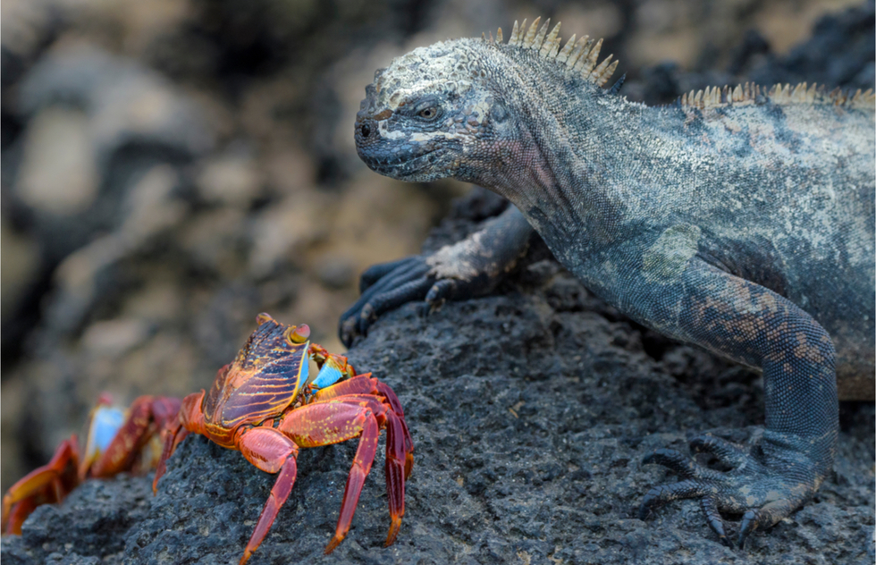 Where to go in the Galapagos Islands: San Cristóbal Island (Chatham)