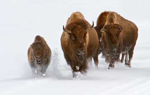 Our favorite time of year to be in Yellowstone Park is in the winter.